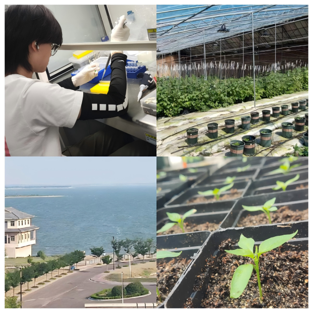 20240930172768045492309685.png WPS拼图0(1).png