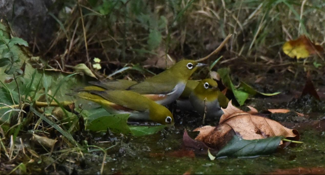 20241112173140021682800150.png 图片1.png