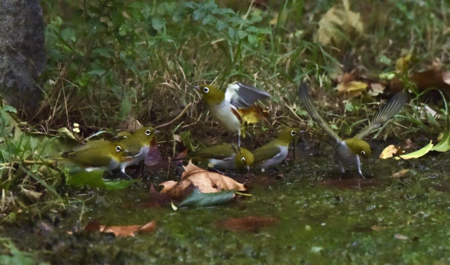 20241112173140025536707444.png 图片3.png